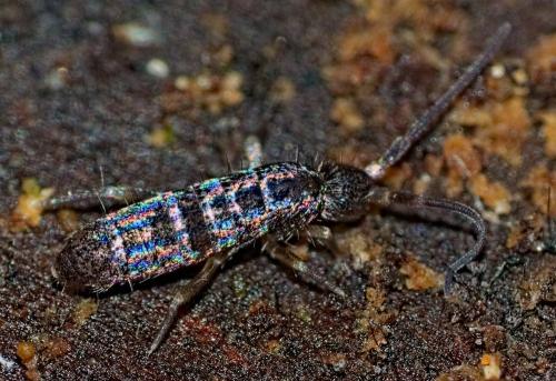 Tomocerus minor